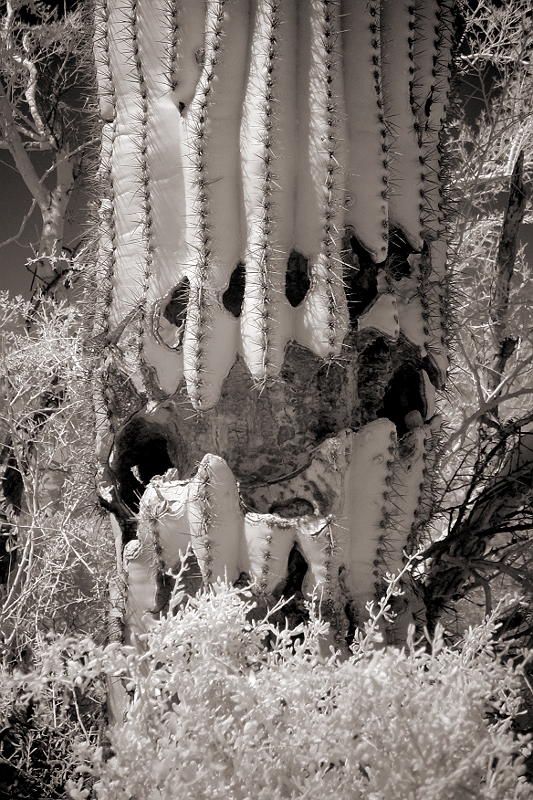 Dying Cactus Near Yuma, AZ � Dave Hickey